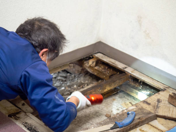 Best Mold Testing and Inspection Services in Pajaro, CA