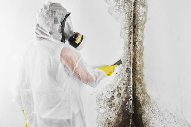 Best Residential Mold Remediation in Pajaro, CA