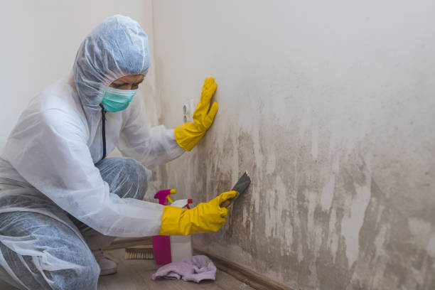 Best HVAC Mold Remediation in Pajaro, CA