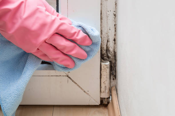 Best Kitchen Mold Remediation in Pajaro, CA